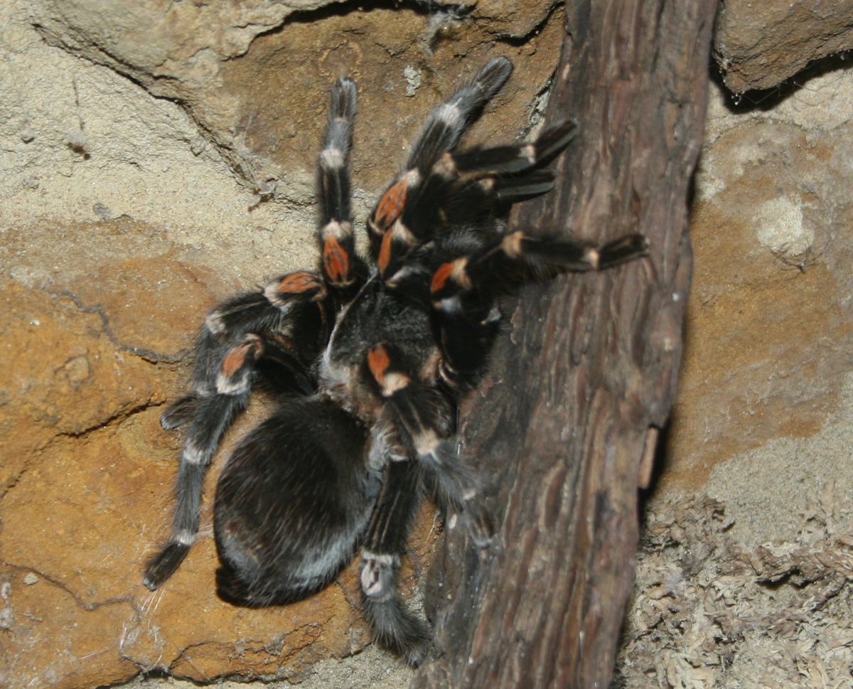 The red kneed tarantula at London Zoo – a scary thing and not one I ...